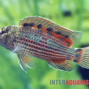 Zertifiziert Roter Badis, Badis ruber