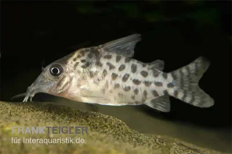Must-Have Gepunkteter Panzerwels, Corydoras punctatus, 3-4 cm