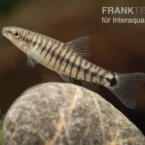 Zwerg-Tigerschmerle, Yunnanilus cruciatus Direkt Vom Hersteller