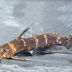 Zwergfiederbartwels, Microsynodontis batesii Solange Der Vorrat Reicht