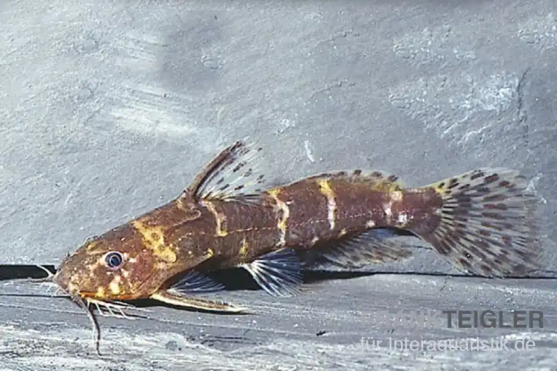 Zwergfiederbartwels, Microsynodontis batesii Solange Der Vorrat Reicht
