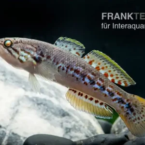 Tüpfelgrundel, Mogurnda mogurnda Billig