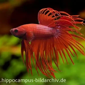 Crown Tail Kampffisch rot, Männchen, Betta splendens Direkt Vom Hersteller