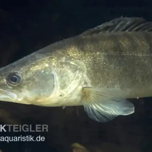 Markenprodukt Zander, Sander lucioperca, 12-15 cm (Kaltwasser)