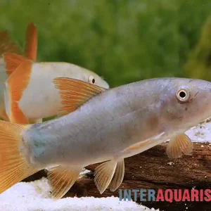 Zertifiziert Rotflossenschmerle, Botia lecontai/modesta (Yasuhikotakia lecontei)