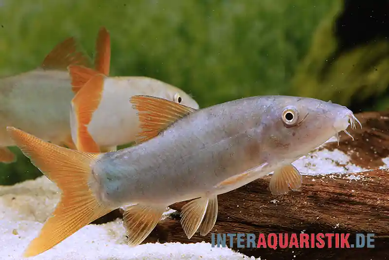 Zertifiziert Rotflossenschmerle, Botia lecontai/modesta (Yasuhikotakia lecontei)