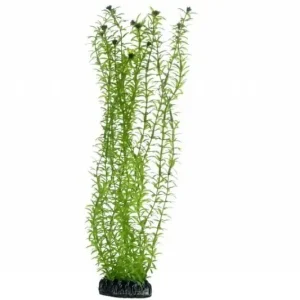 Abverkauf Hobby Lagarosiphon, 60 cm