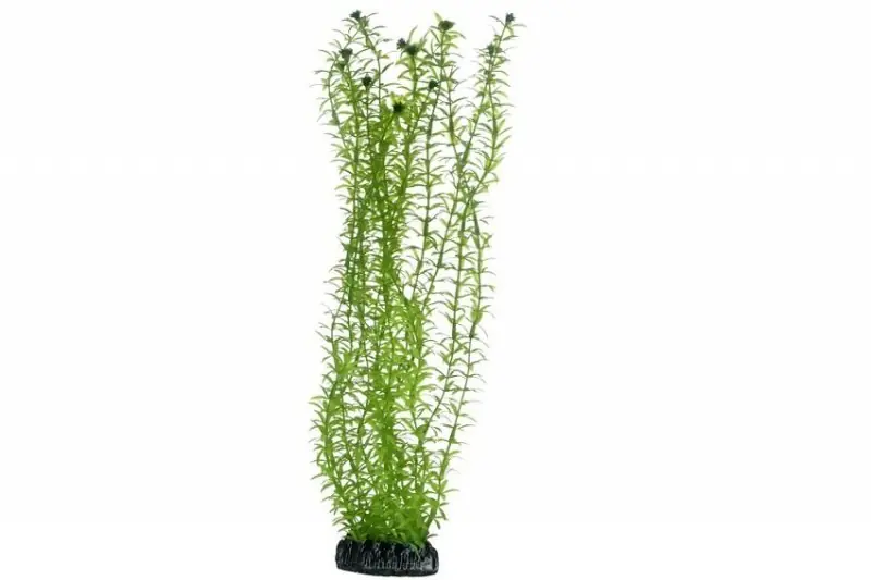 Abverkauf Hobby Lagarosiphon, 60 cm