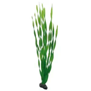 Finale Aktion Hobby Vallisneria, 60 cm