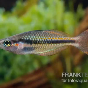 Zertifiziert Lake Tebera Regenbogenfisch, Melanotaenia herbertaxelrodi, 4-5 cm NZ