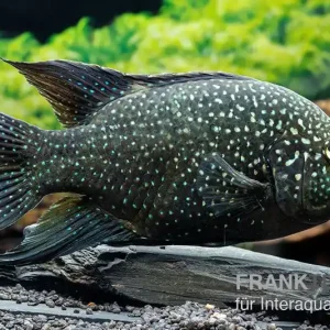 Marakeli-Buntbarsch, Paratilapia polleni Abverkauf