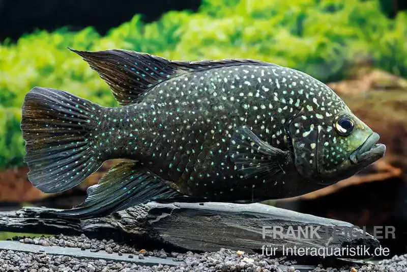 Marakeli-Buntbarsch, Paratilapia polleni Abverkauf