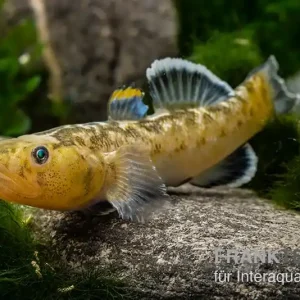 Solange Der Vorrat Reicht Australische Wüstengrundel, Chlamydogobius eremius