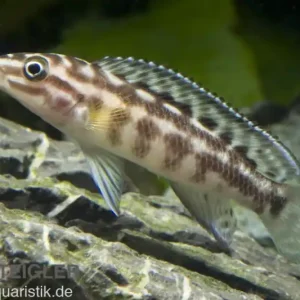 Günstig Schachbrett-Schlankcichlide, Julidochromis marlieri, DNZ