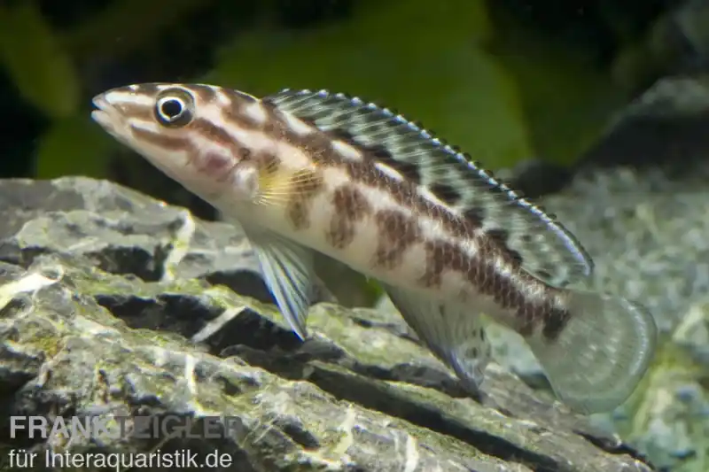 Günstig Schachbrett-Schlankcichlide, Julidochromis marlieri, DNZ
