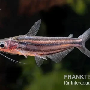 Zwerg-Haiwels, Pseudeutropius moolenburghae Ausverkauf
