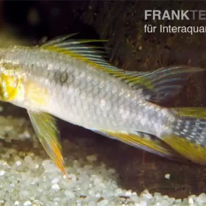 Zweistreifen-Zwergbuntbarsch, Apistogramma bitaeniata yellow (Paarweise) Meistverkauft