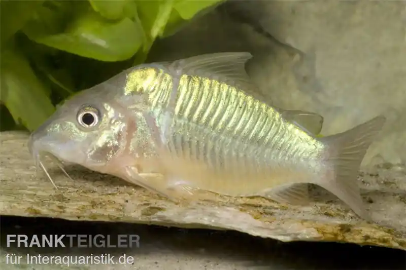 Smaragd-Panzerwels, Brochis splendens Super-Preis