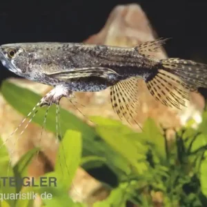 Afrikanischer Schmetterlingsfisch, Pantodon buchholzi Abverkauf