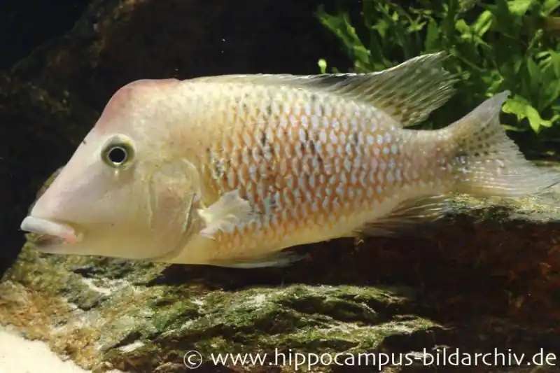 Super-Preis Rothauben-Erdfresser, Geophagus steindachneri