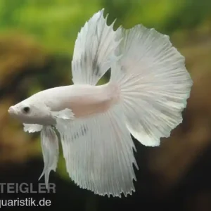 Halfmoon Kampffisch weiß, Männchen, Betta splendens Preisreduziert