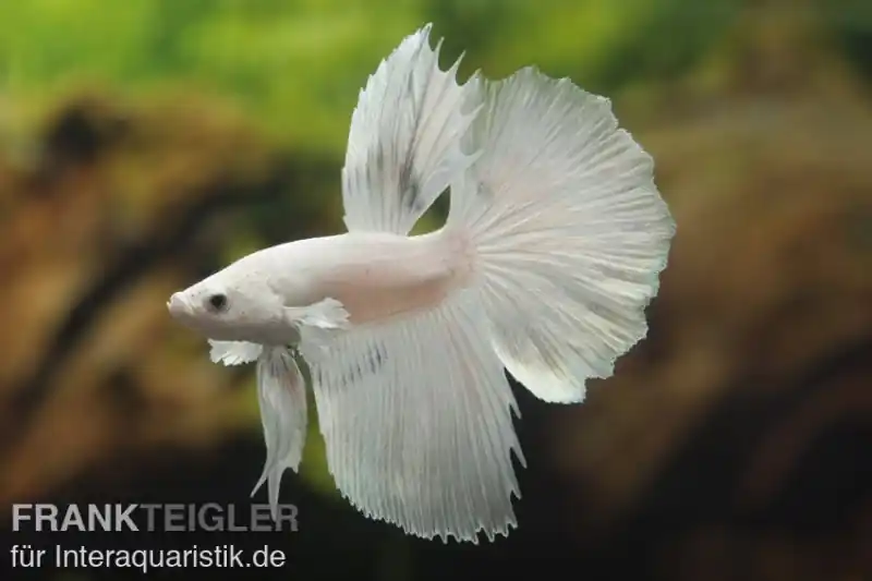 Halfmoon Kampffisch weiß, Männchen, Betta splendens Preisreduziert
