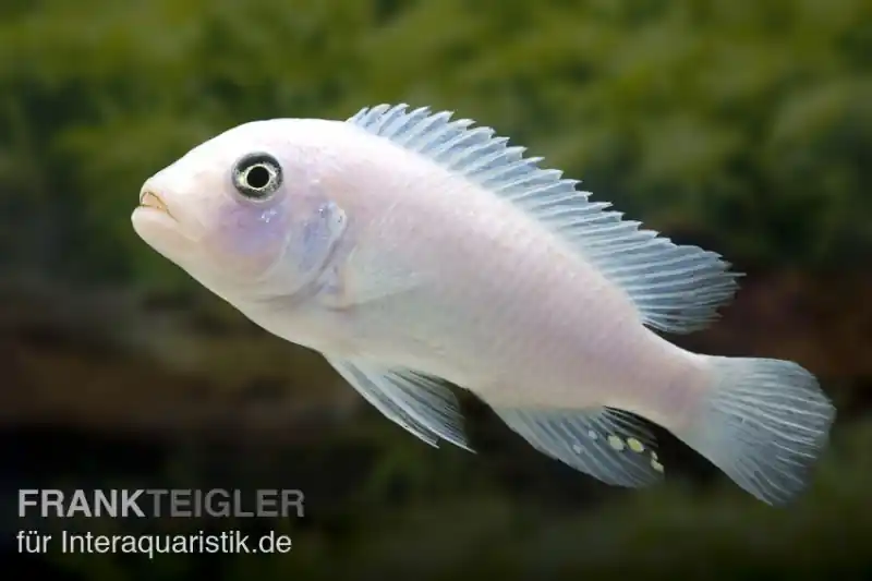 Begrenztes Angebot Weißer Zebrabuntbarsch, Metriaclima zebra "Snow White"