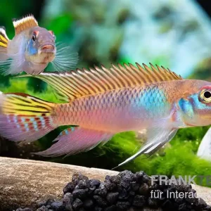 Blauer Kongocichlide, Nanochromis parilus Begrenztes Angebot