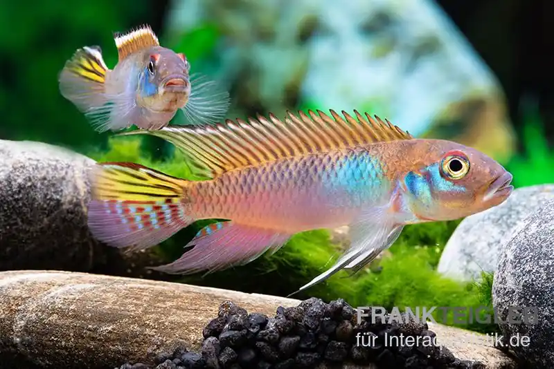 Blauer Kongocichlide, Nanochromis parilus Begrenztes Angebot