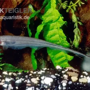 Grüner Messerfisch, Eigenmannia virescens Markenprodukt