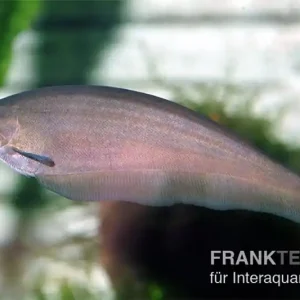 Afrikanischer Messerfisch, Xenomystus nigri Top-Angebot