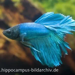 Halfmoon Kampffisch türkis, Männchen, Betta splendens Rabatt
