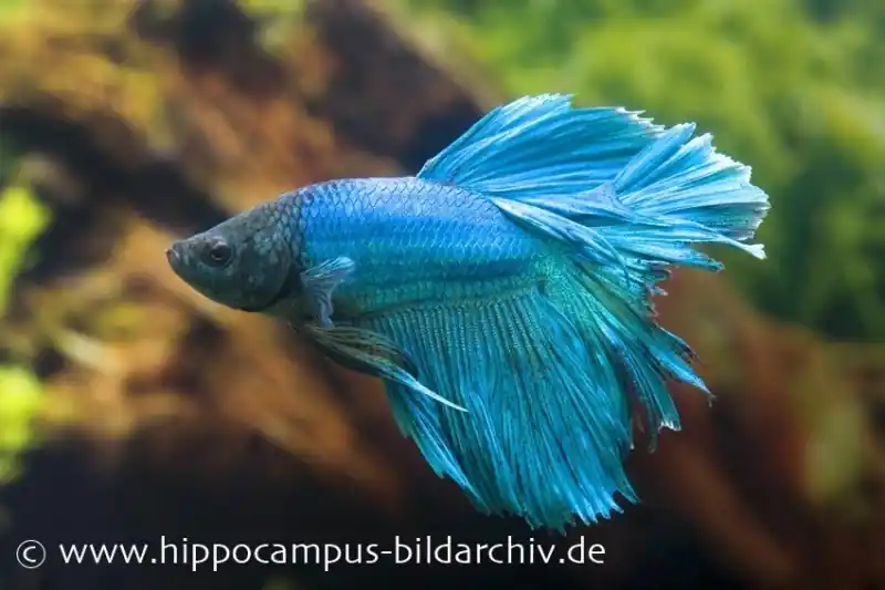 Halfmoon Kampffisch türkis, Männchen, Betta splendens Rabatt
