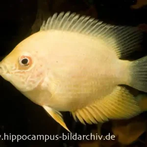 Goldener Augenfleck-Buntbarsch, Heros severus gold Preis Gesenkt