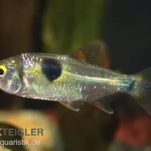 Zweitupfen-Raubsalmler, Exodon paradoxus, 4-6 cm (Rarität) Nur Für Kurze Zeit