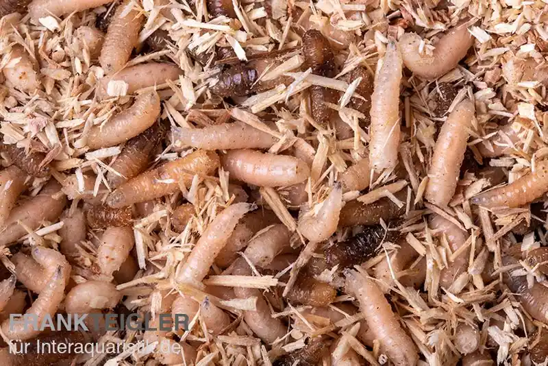 Pinky Maden / Goldfliegen Maden, Lucillia caesar, 30 g Markenware