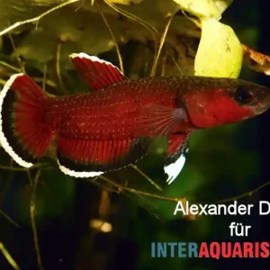 Roter Laubkampffisch, Betta channoides Markenprodukt