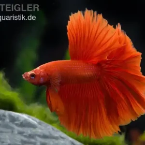 Halfmoon Kampffisch rot, Männchen, Betta splendens Markenprodukt