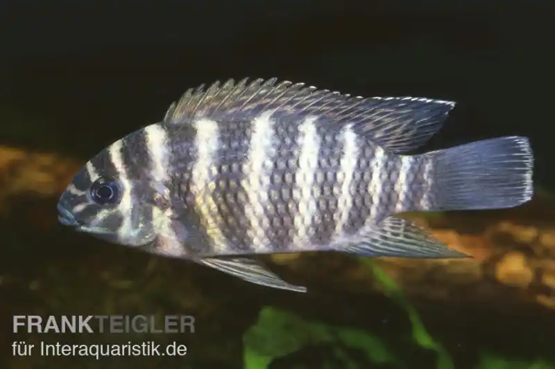 Markenprodukt Joka-Tilapie, Tilapia joka