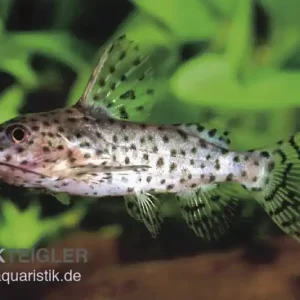Schwarzer Fiederbartwels, Synodontis nigrita, 4-5 cm Schnäppchen