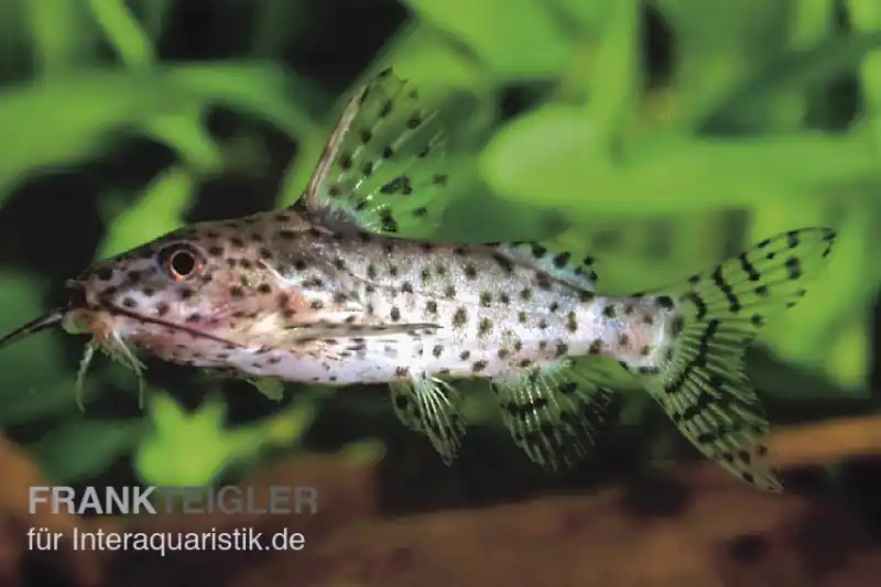 Schwarzer Fiederbartwels, Synodontis nigrita, 4-5 cm Schnäppchen
