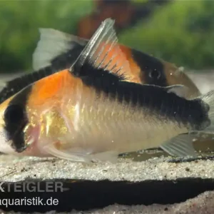 Nur Heute Kupferfleck-Panzerwels, Corydoras duplicareus