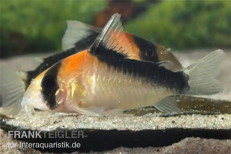 Nur Heute Kupferfleck-Panzerwels, Corydoras duplicareus