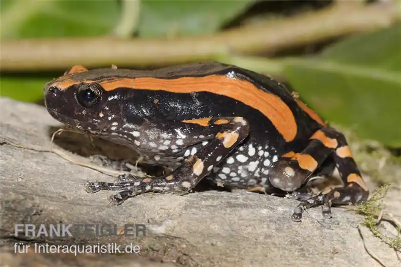 Gestreifter Wendehalsfrosch, Phrynomantis bifasciatus Angebot