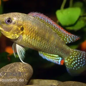 Zertifiziert Messing-Maulbrüter, Pseudocrenilabrus dispersus philander