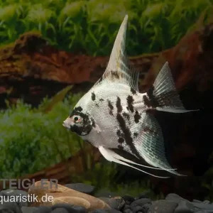 Preis Gesenkt Skalar Platinum Marmor, Pterophyllum scalare