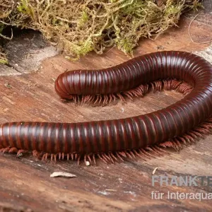 Asiatischer Riesentausendfüßer, Thyropygus allevatus Direkt Vom Hersteller