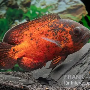 Roter Oscar, Pfauenaugenbuntbarsch, Astronotus ocellatus Angebot