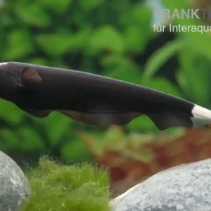 Weißstirn-Messerfisch, Apteronotus albifrons Markenprodukt