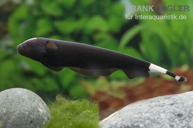 Weißstirn-Messerfisch, Apteronotus albifrons Markenprodukt